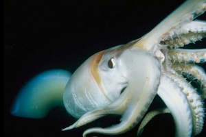 Giant squid: opis, zdjęcie i wideo Giant squid: opis, zdjęcie i wideo